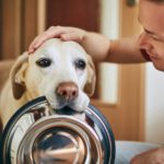 Domestic life with pet