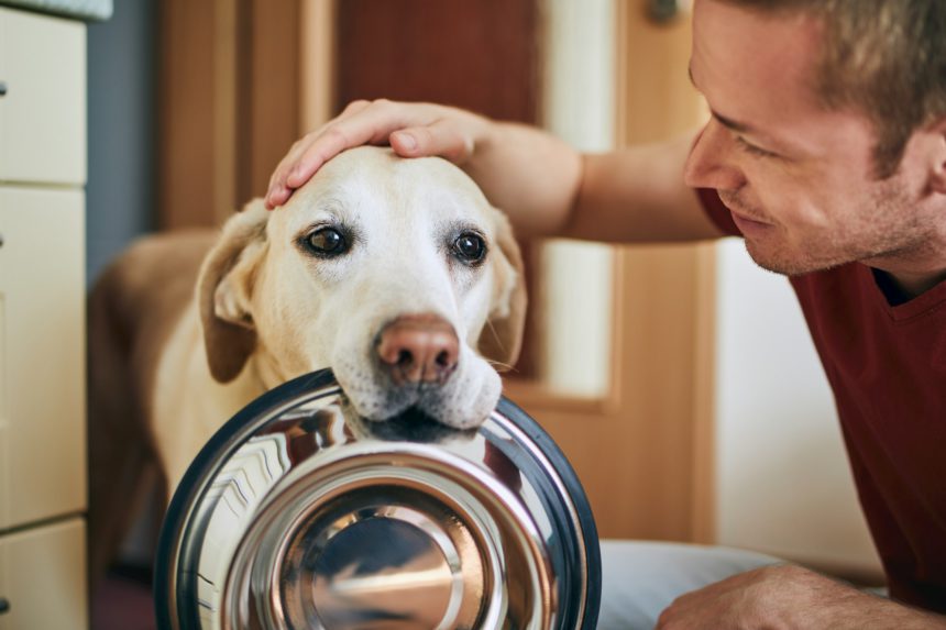 Domestic life with pet